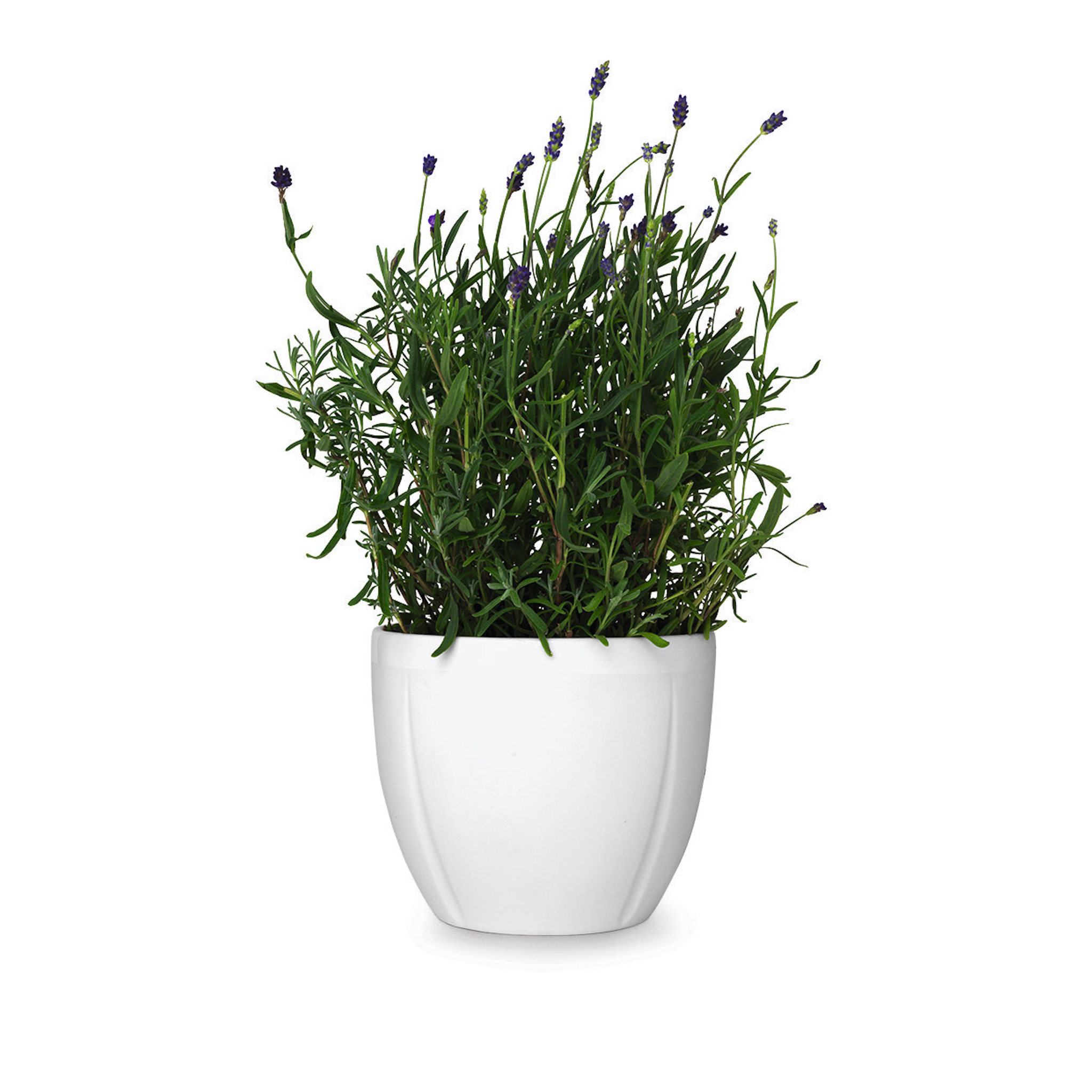 Grand Cru Flower Pot, White, 6.3"