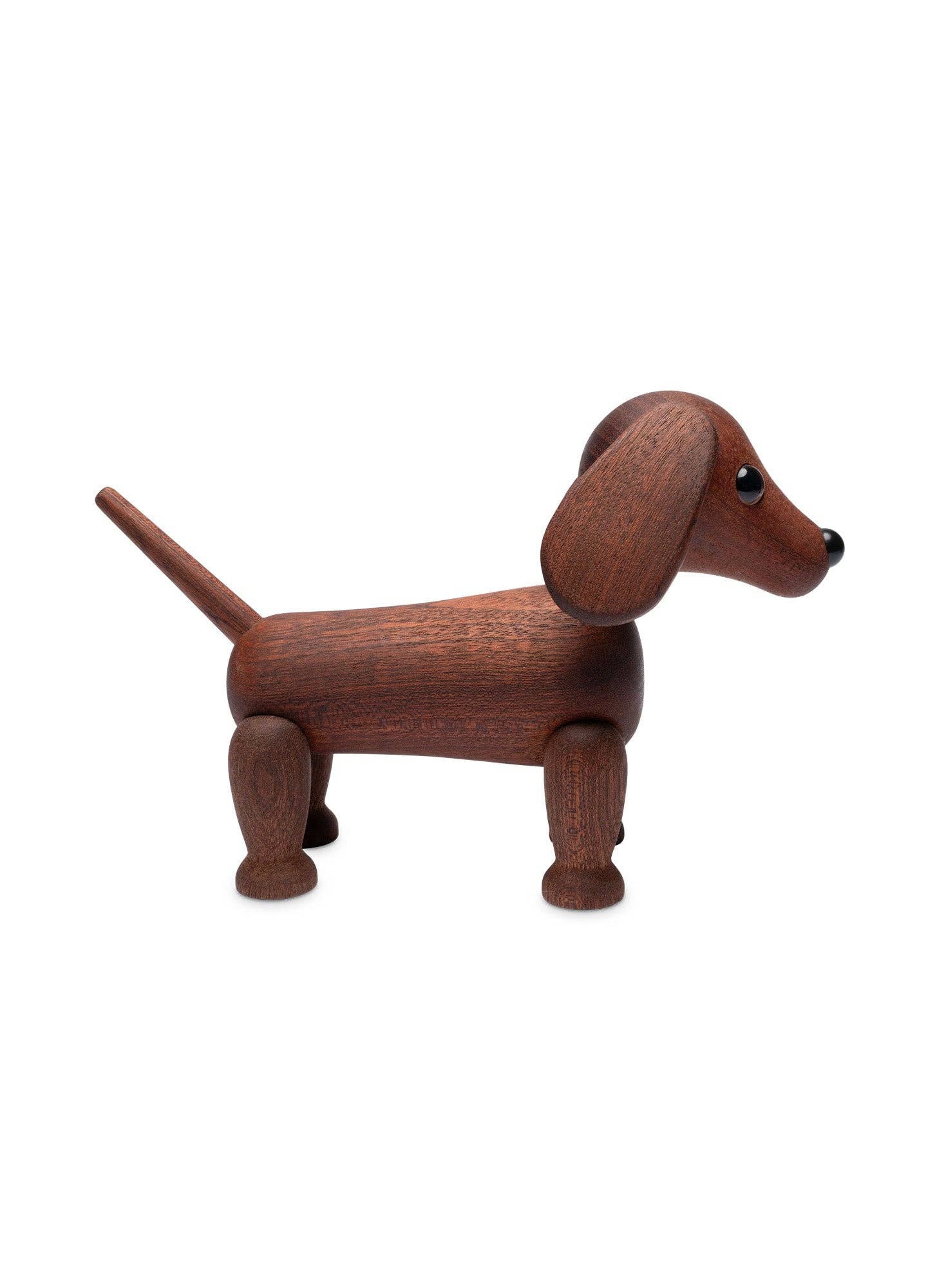 Quick dog  dachshund