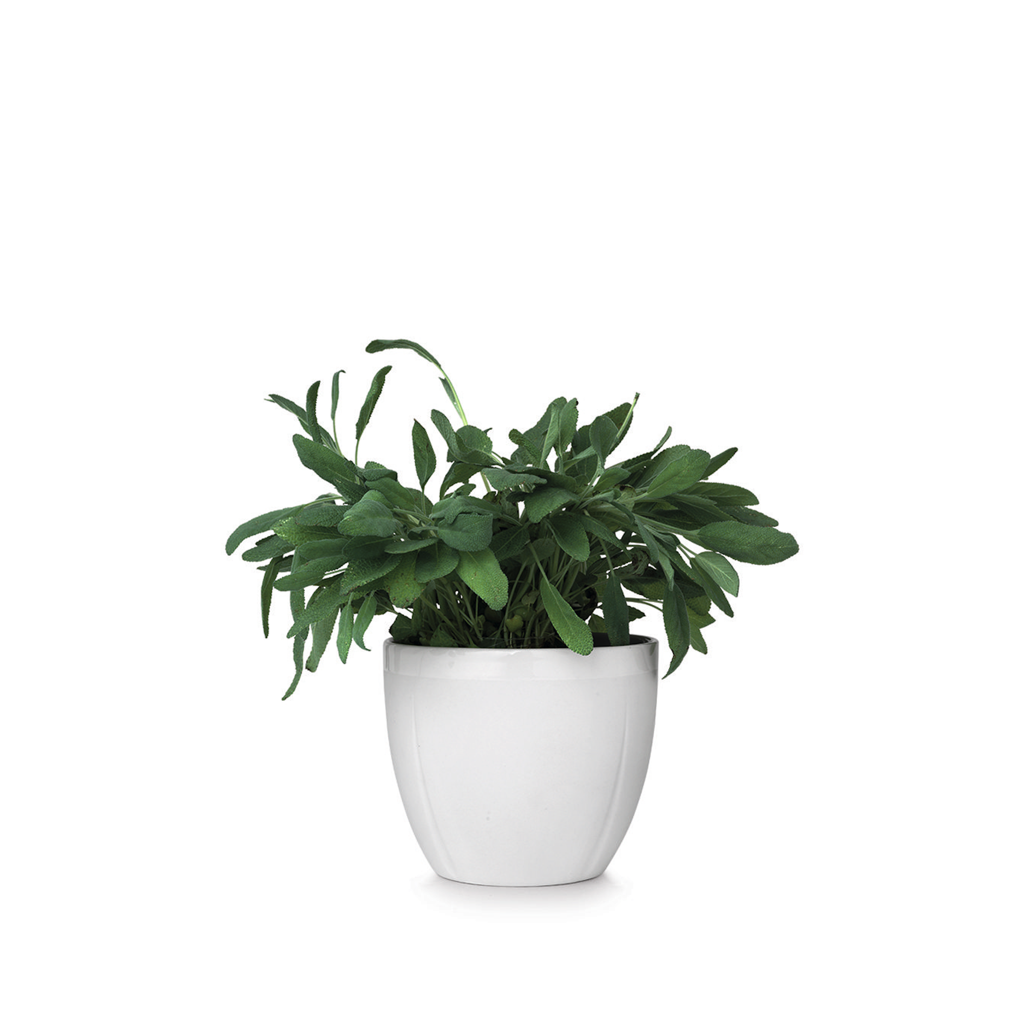 Grand Cru Flower Pot, White, 5.5"